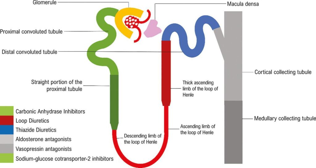 Diuretics in Treatment of Heart Failure ABC Heart Failure & Cardiomyopathy